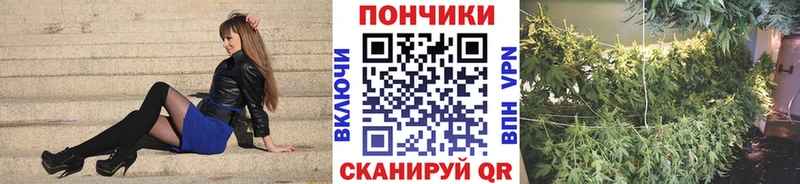 Марихуана сатива  продажа наркотиков  ссылка на мегу маркетплейс  Майкоп 